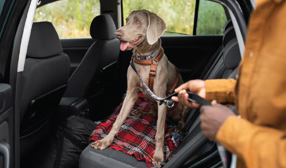 Requisitos para Viajar con Mascotas en Auto
