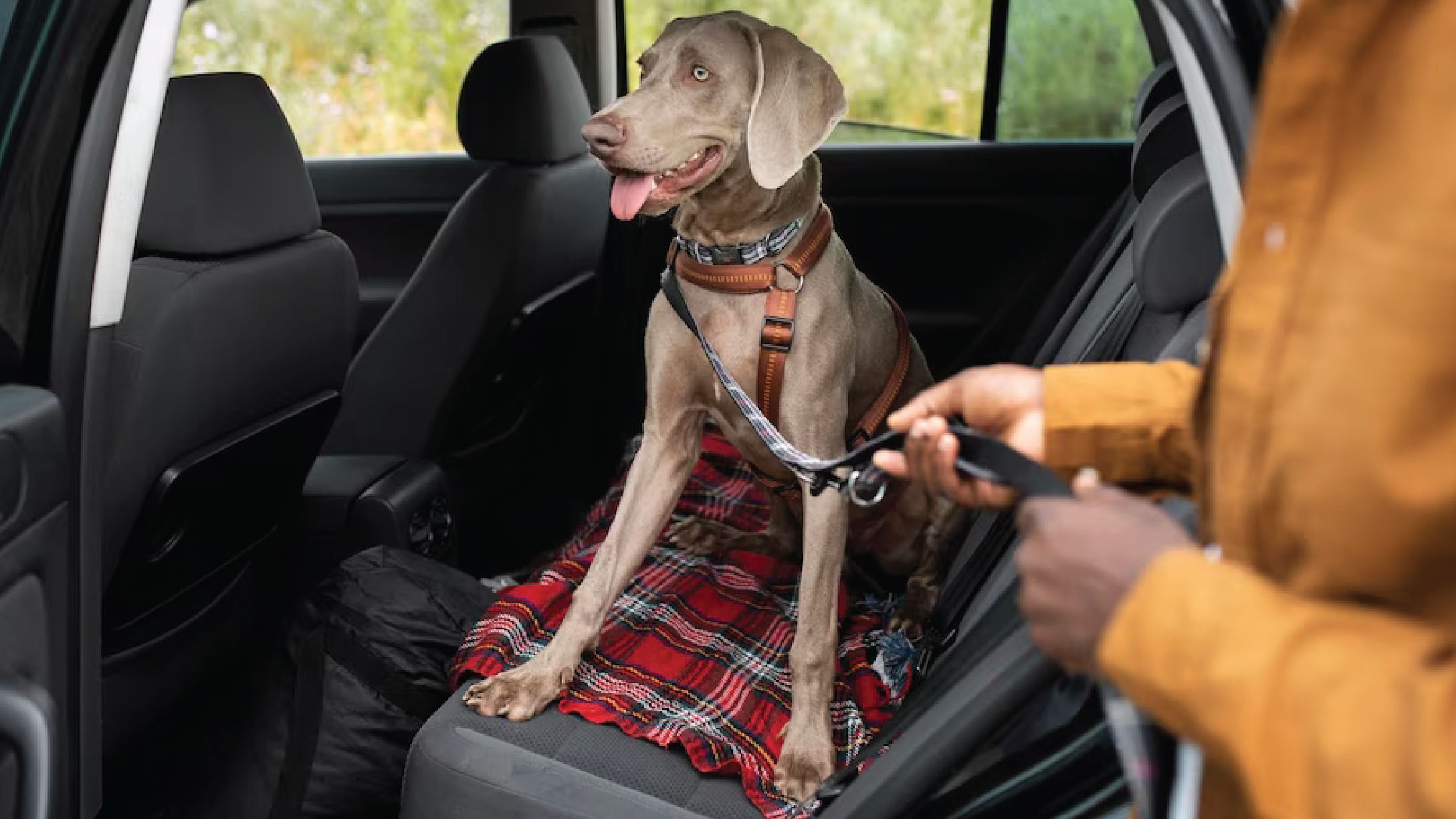 Requisitos para Viajar con Mascotas en Auto